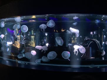 京都水族館に投稿された画像（2021/4/5）