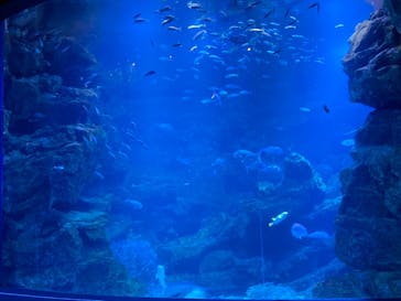 京都水族館に投稿された画像（2021/4/5）