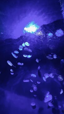 サンシャイン水族館に投稿された画像（2021/4/5）