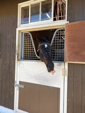 ノーザンホースパークに投稿された画像（2021/4/5）