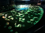 すみだ水族館に投稿された画像（2021/4/5）