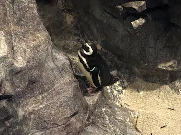 すみだ水族館に投稿された画像（2021/4/5）