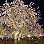 二条城×ネイキッド 二条城夏まつり2021に投稿された画像（2021/4/5）