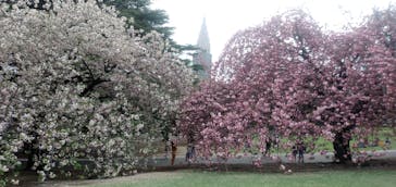 新宿御苑に投稿された画像（2021/4/5）