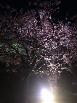 姫路城（イベント）に投稿された画像（2021/4/5）