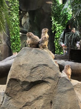 神戸どうぶつ王国に投稿された画像（2021/4/6）