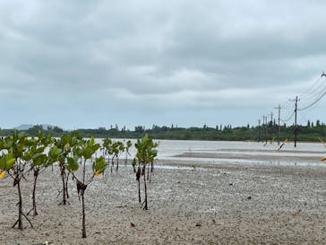 西表島 ADVENTURE PiPi（アドベンチャーピピ）に投稿された画像（2021/4/6）