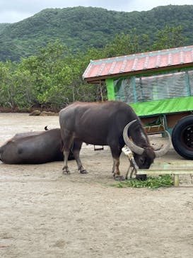 西表島 ADVENTURE PiPi（アドベンチャーピピ）に投稿された画像（2021/4/6）