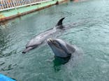 下田海中水族館に投稿された画像（2021/4/6）