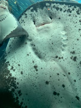 下田海中水族館に投稿された画像（2021/4/6）