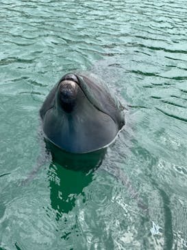 下田海中水族館に投稿された画像（2021/4/6）
