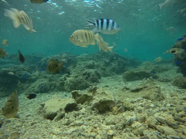 武藤潜水に投稿された画像（2021/4/6）