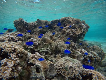 武藤潜水に投稿された画像（2021/4/6）