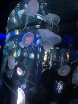 京都水族館に投稿された画像（2021/4/6）