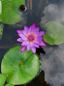 美らヤシパークオキナワ・東南植物楽園に投稿された画像（2021/4/6）