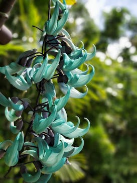 美らヤシパークオキナワ・東南植物楽園に投稿された画像（2021/4/6）