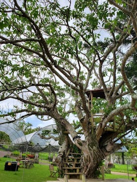 美らヤシパークオキナワ・東南植物楽園に投稿された画像（2021/4/6）