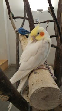 Moff アニマル カフェ イーアス 高尾店に投稿された画像（2021/4/6）