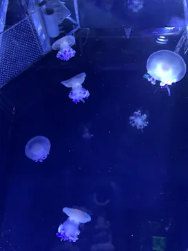 すみだ水族館に投稿された画像（2021/4/6）