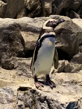 すみだ水族館に投稿された画像（2021/4/6）
