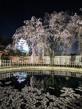 姫路城（イベント）に投稿された画像（2021/4/6）