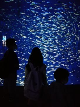 大分マリーンパレス水族館 「うみたまご」に投稿された画像（2021/4/6）