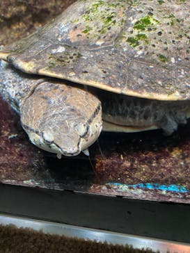 サンシャイン水族館に投稿された画像（2021/4/6）