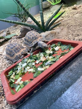 サンシャイン水族館に投稿された画像（2021/4/6）