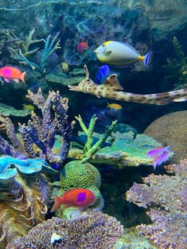 サンシャイン水族館に投稿された画像（2021/4/6）