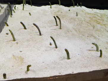 すみだ水族館に投稿された画像（2021/4/6）