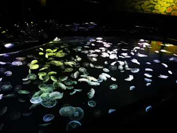 すみだ水族館に投稿された画像（2021/4/6）