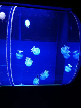 すみだ水族館に投稿された画像（2021/4/6）