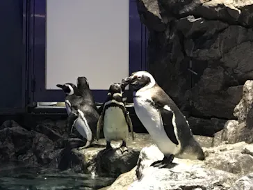 すみだ水族館に投稿された画像（2021/4/6）