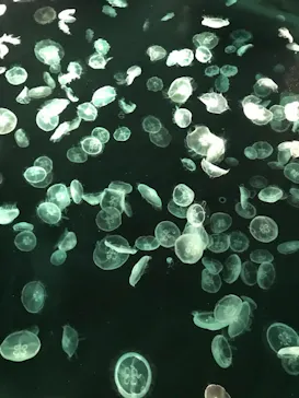すみだ水族館に投稿された画像（2021/4/6）