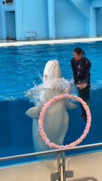 横浜・八景島シーパラダイスに投稿された画像（2021/4/6）