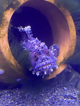 横浜・八景島シーパラダイスに投稿された画像（2021/4/6）