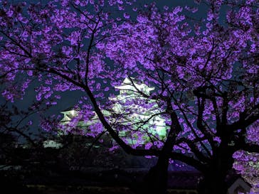 姫路城（イベント）に投稿された画像（2021/4/6）