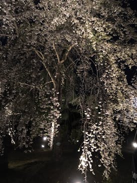 二条城×ネイキッド 二条城夏まつり2021に投稿された画像（2021/4/6）