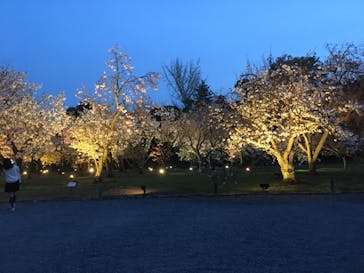 二条城×ネイキッド 二条城夏まつり2021に投稿された画像（2021/4/6）