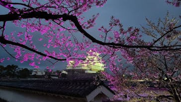 姫路城（イベント）に投稿された画像（2021/4/6）