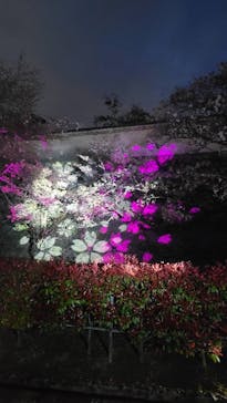 姫路城（イベント）に投稿された画像（2021/4/6）