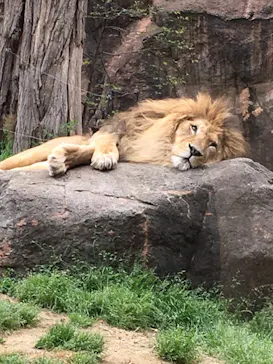 天王寺動物園に投稿された画像（2021/4/6）