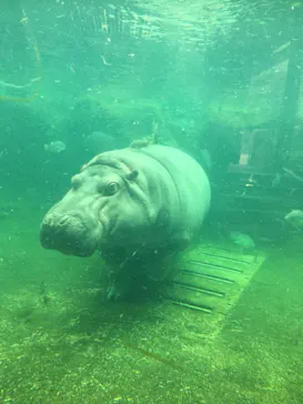 天王寺動物園に投稿された画像（2021/4/6）