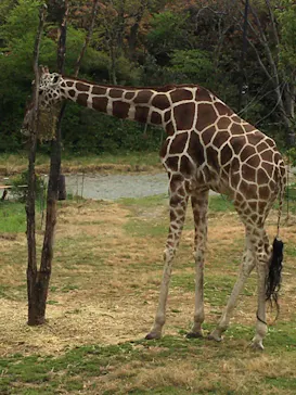 天王寺動物園に投稿された画像（2021/4/6）