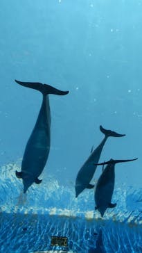 横浜・八景島シーパラダイスに投稿された画像（2021/4/6）