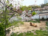 天王寺動物園に投稿された画像（2021/4/6）