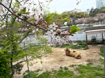 天王寺動物園に投稿された画像（2021/4/6）