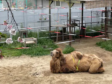天王寺動物園に投稿された画像（2021/4/6）