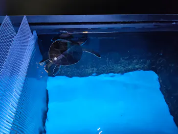 すみだ水族館に投稿された画像（2021/4/6）
