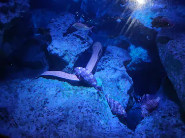 すみだ水族館に投稿された画像（2021/4/6）